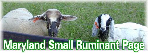 Maryland Small Ruminant Page