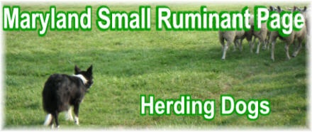 Herding Dogs