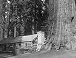 Photo of a Sequoia gigantea growing beside a cabin, Mariposa Grove, Yosemite National Park, California