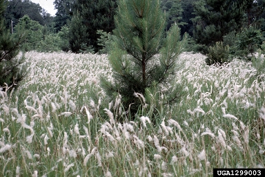 cogongrass