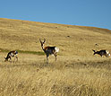 American pronghorn males begin to tolerate each other.