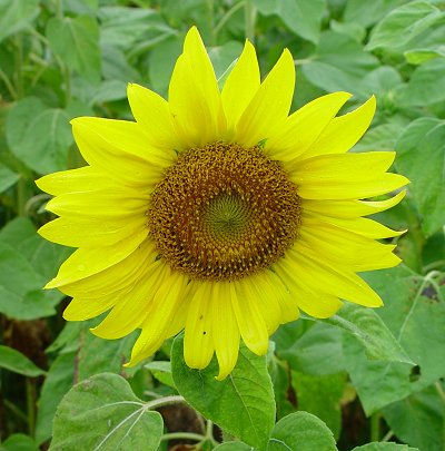 Helianthus annuus flowers