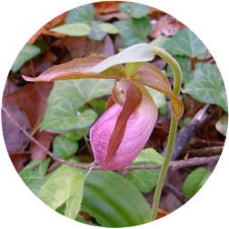 Pink Lady Slipper