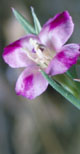 Clarkia purpurea