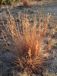 Little Bluestem by Valerie Wright