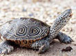 Diamondback Terrapin