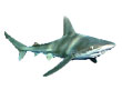 Sandbar Shark