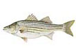 Striped Bass