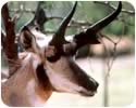 Pronghorn Antelope