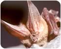 Big-eared Bat