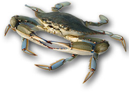 Blue crab