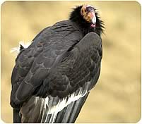 California Condor- Photo by Scott Frier