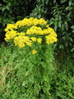 Ragwort. Click to see larger image.