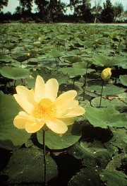 Nelumbo lutea (American lotus)