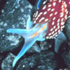 hermissenda nudibranch (sea slug)