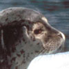 harbor seal