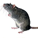 Photo of rat