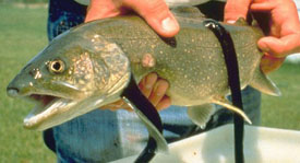 Lake trout with two lampreys attached.