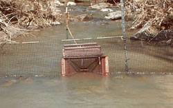 Temporary lamprey trap in a small stream.