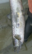 Atlantic salmon with wounds and scars from lamprey attacks.