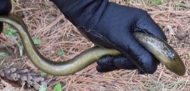 Adult sea lamprey