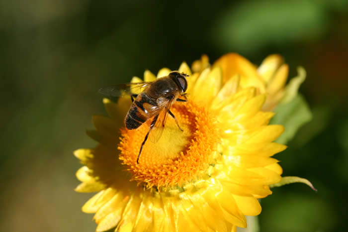 Drone fly visiting flower of Everlasting daisy