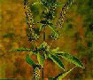 Giant Ragweed