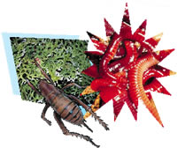 Weta, worms and weed