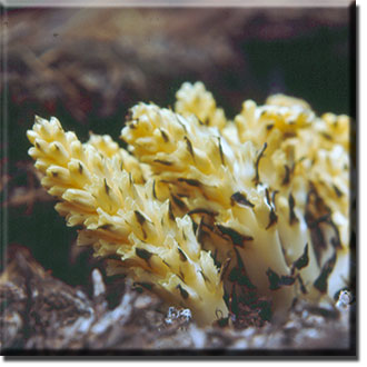 paasitic plants, Pleuricospora fimbriolata