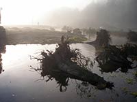 Water and downed trees