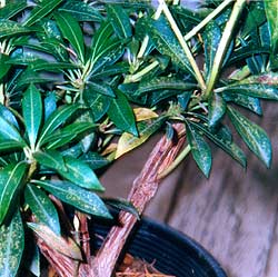 yellow-speckled damage on foliage