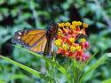 Gardening for Butterflies