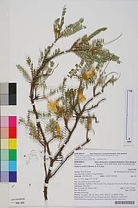 Herbarium specimen