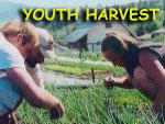 Link to Youth Harvest page.