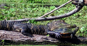 Florida Gator with turtle