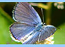 Karner blue butterfly