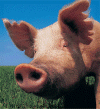 Pig Head.gif (986712 bytes)