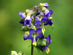 Appalachian Jacob's ladder.