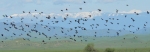 Tricolored blackbird flock