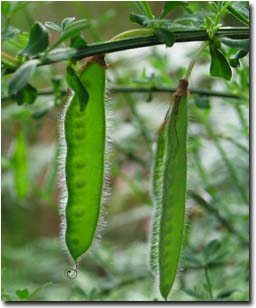 Photo: English Broom seed pod