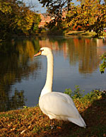 Swan by Lake Laverne