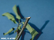 Twigs on Ground photo
