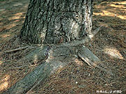 Wrapping/Spiraling Roots photo