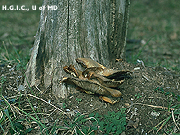 Fungal Growths photo