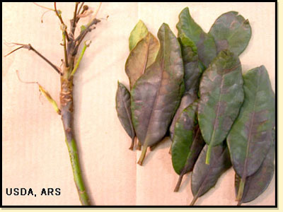 Symptoms of Rhododendron - Nova Zembla