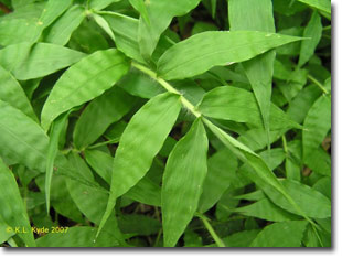 wavyleaf basketgrass