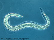 Nematodes photo