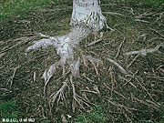 Surface Roots photo