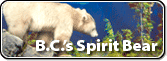 B.C.'s Spirit Bear