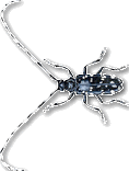 [image - Adult Asian Longhorned Beetle]